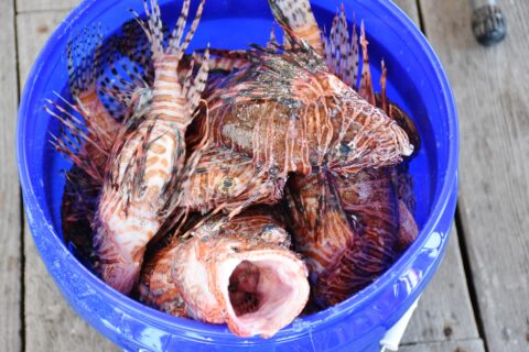 Lionfish in a blue bucket