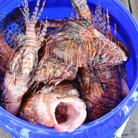 Lionfish in a blue bucket