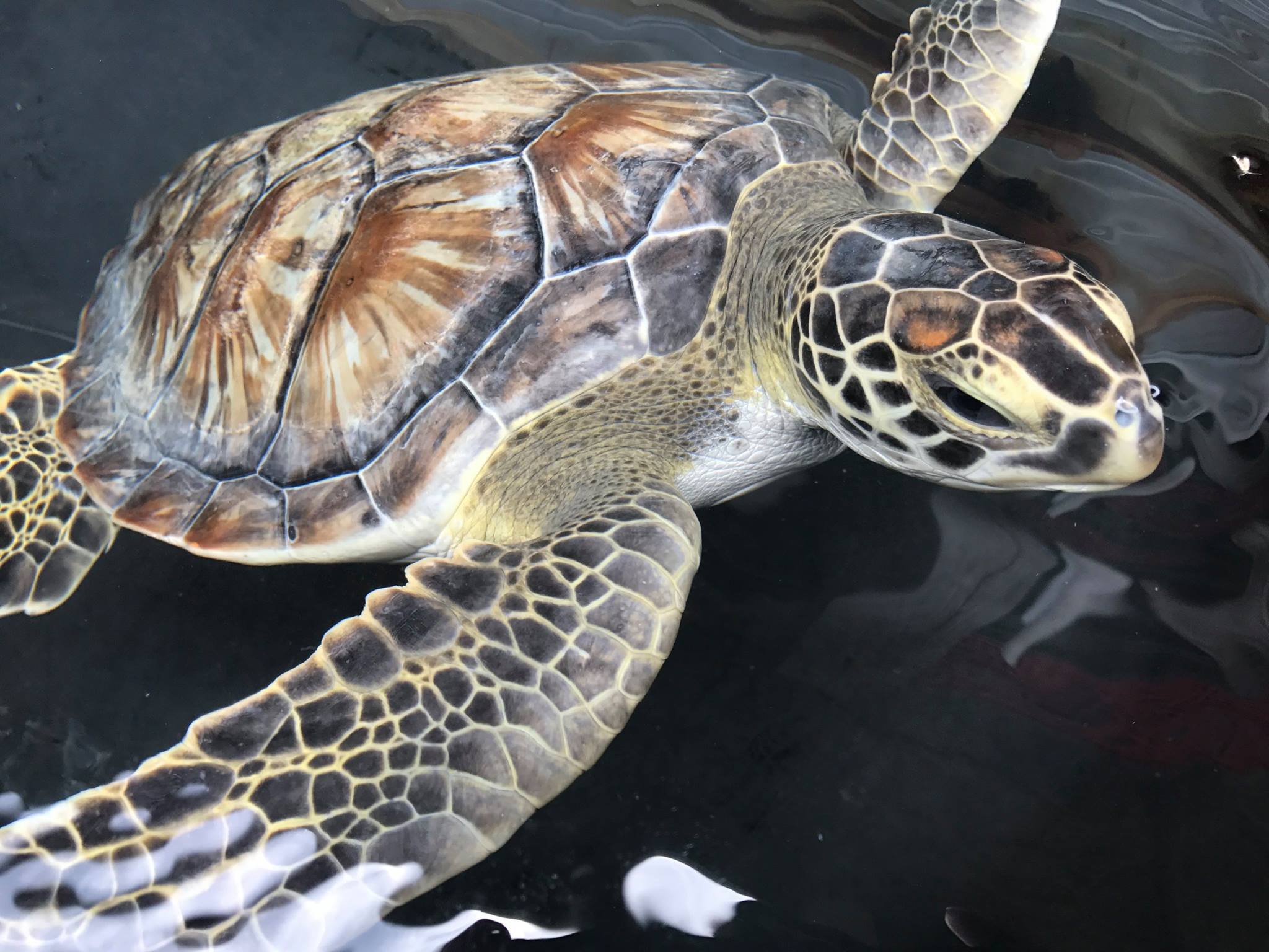 sea turtle up close halfway out of water