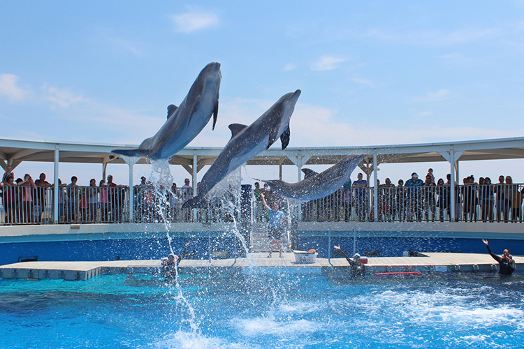 dolphins jumping out of water next to dolphin trainer