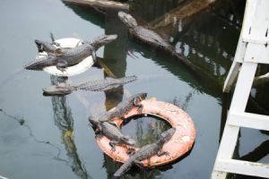 gator tours destin fl