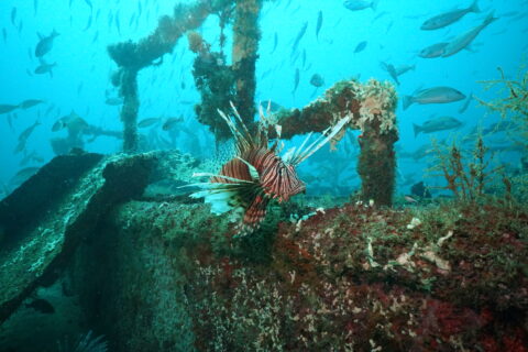 An invasive Lionfish swims in an artificial reef in the Gulf of Mexico