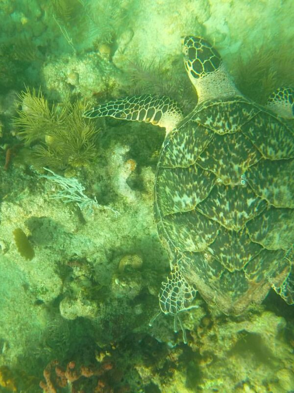 A Hawksbill turtle in the water