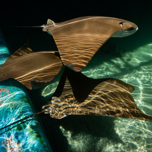 Two cownose rays swimming in clear water, casting rippled shadows on the sandy bottom, viewed from above.