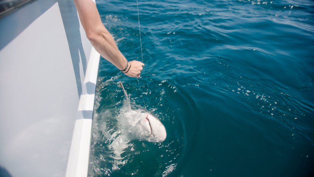 A person holding a fishing line has caught a shark, which is partially submerged in the ocean water next to a boat.