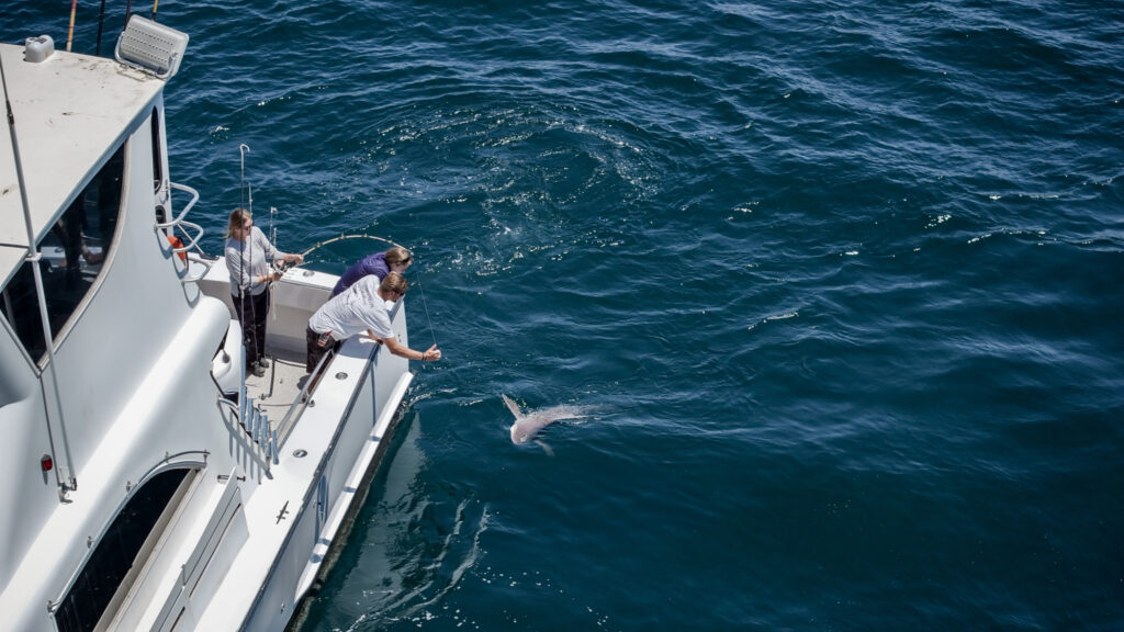 Three people on a boat observe and interact with a dolphin swimming in the ocean.