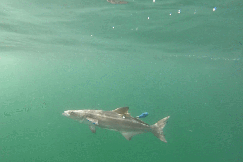 A fish with a tag swims underwater in green, murky water.