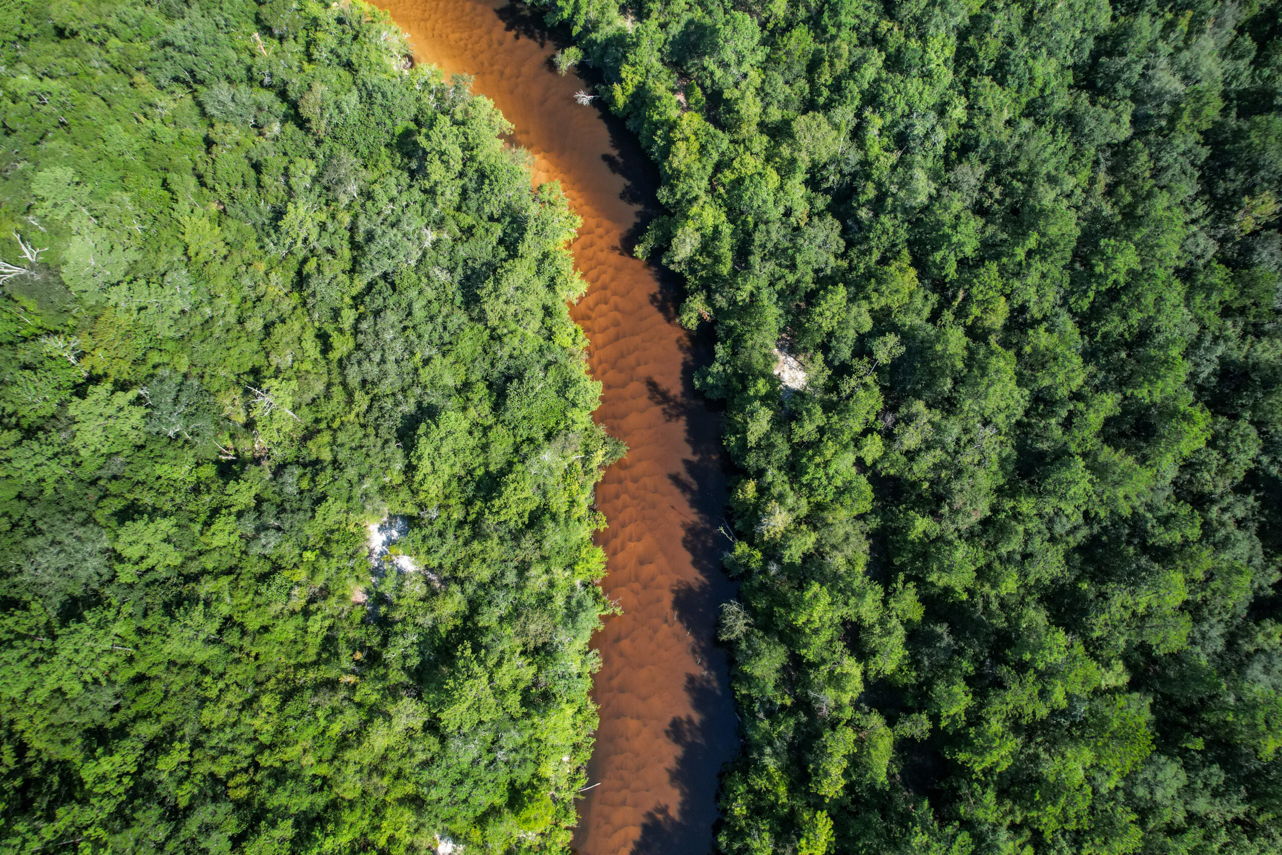 Aerial view of a winding river with brownish water cutting through dense green forest.