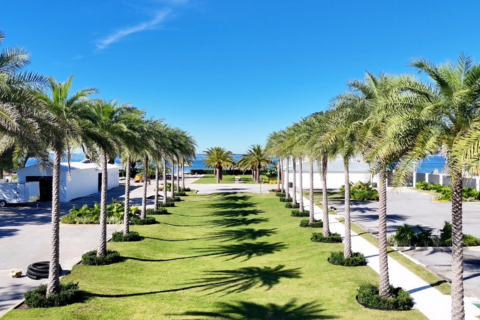 A row of palm trees lines a grassy path leading to the ocean under a clear blue sky, flanked by white buildings and a parking area.