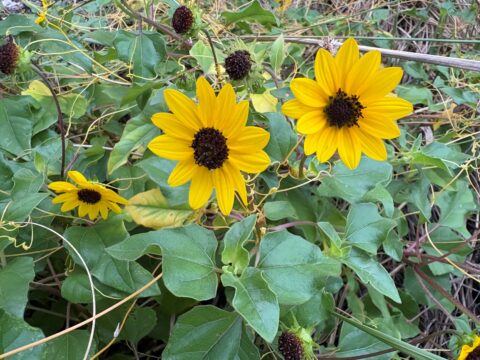 Cucumberleaf Sunflower, yellow pedals with black center