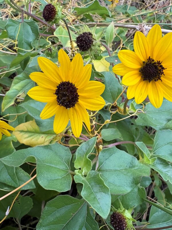 Cucumberleaf Sunflower, yellow pedals with black center