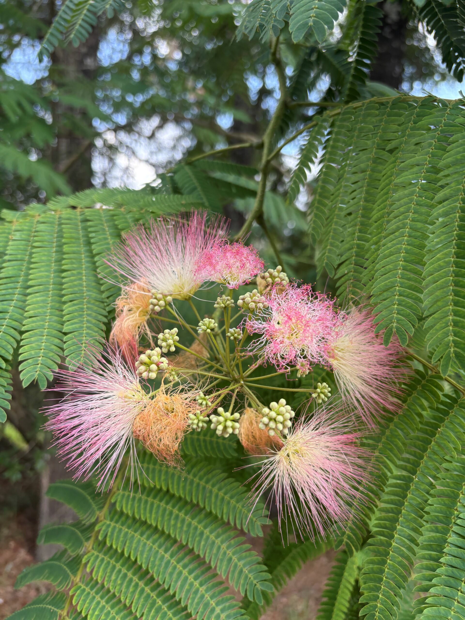 Mimosa Tree, a pink spiky plant.