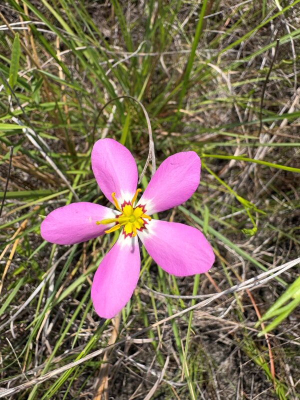 Marsh Pink flower