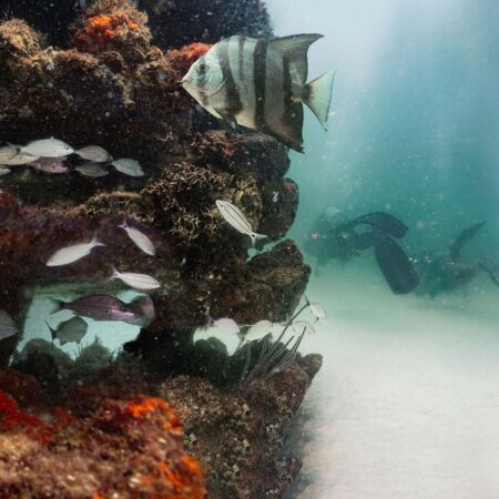 A group of fish swim around a coral-covered rock while two scuba divers explore in the background in clear ocean water.