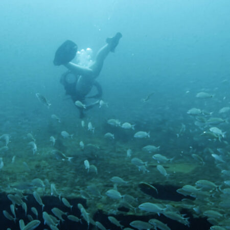 A scuba diver underwater is surrounded by a large school of fish, with light filtering down through the water above.