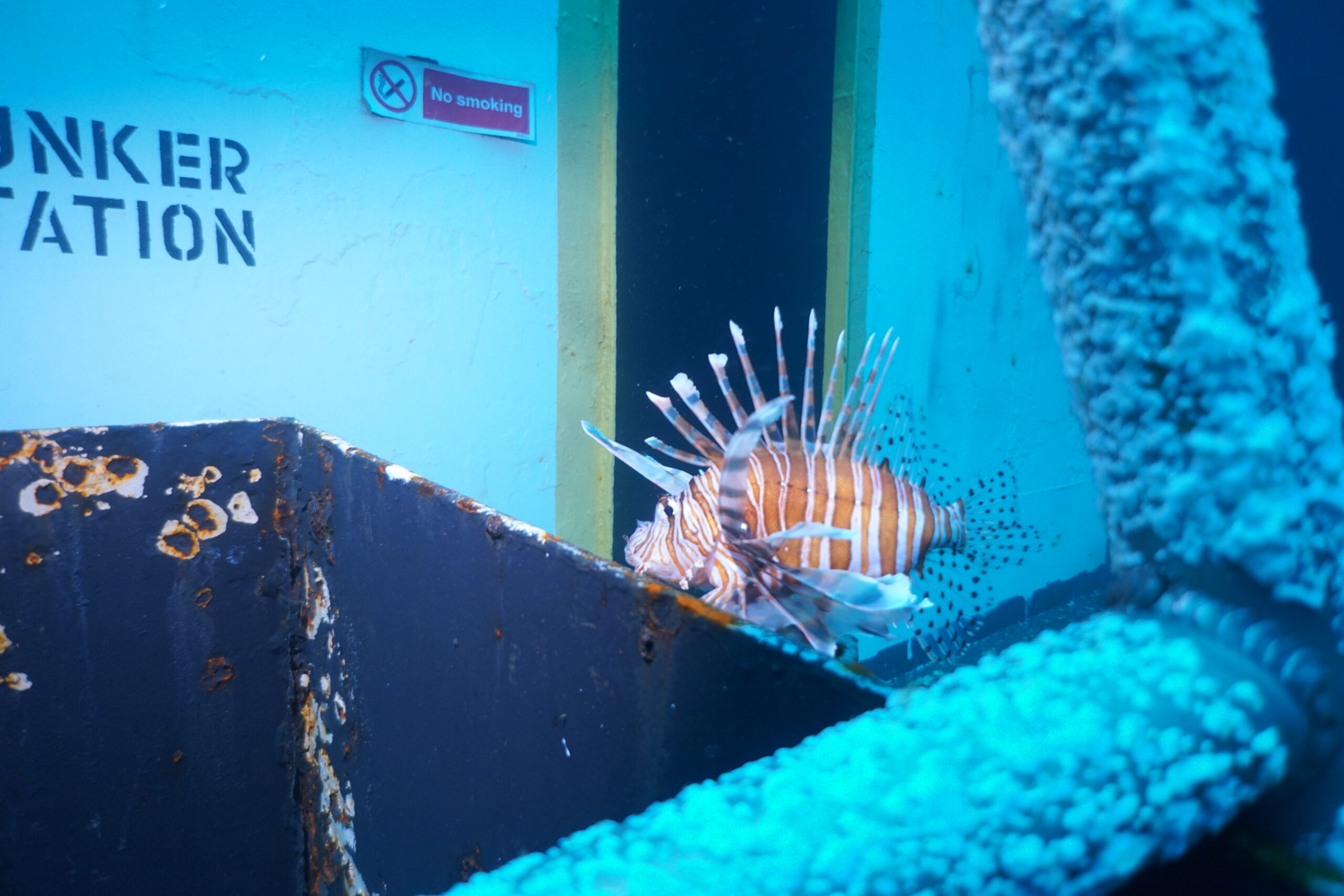 M/V Monarch Countess Artificial Reef | Destin FWB, Florida