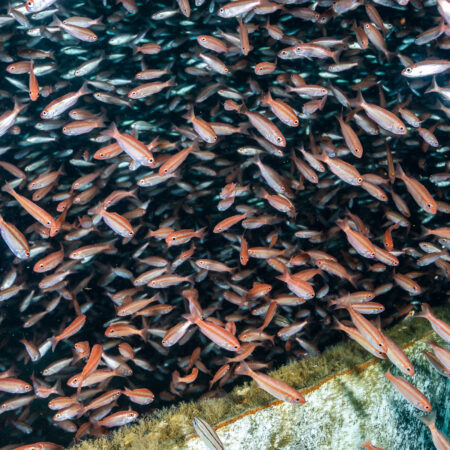 A dense school of small, orange fish swims closely together near a submerged structure covered in algae underwater.
