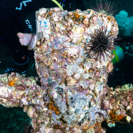 Underwater scene showing a corroded, marine-encrusted structure with sea urchins, a shrimp, and divers in wetsuits exploring in the background.