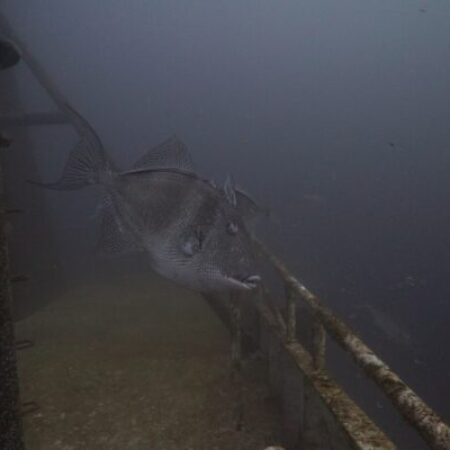 A fish swims near a metal structure covered in rust and marine growth underwater, with low visibility and a dim, murky background.