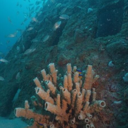 A cluster of tube sponges grows on a sunken shipwreck, surrounded by small fish underwater.
