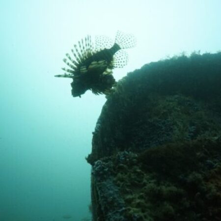 A lionfish swims near the edge of a coral-encrusted underwater structure, with the background fading into the blue-green water.