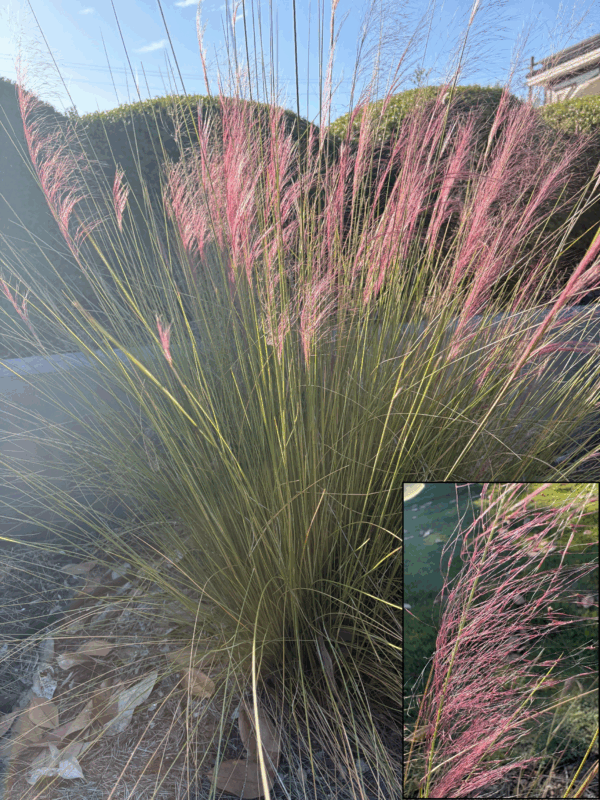 A clump of grass with long, thin green leaves and tall pink flower spikes, photographed in sunlight; an inset shows a close-up of the pink flower spikes.