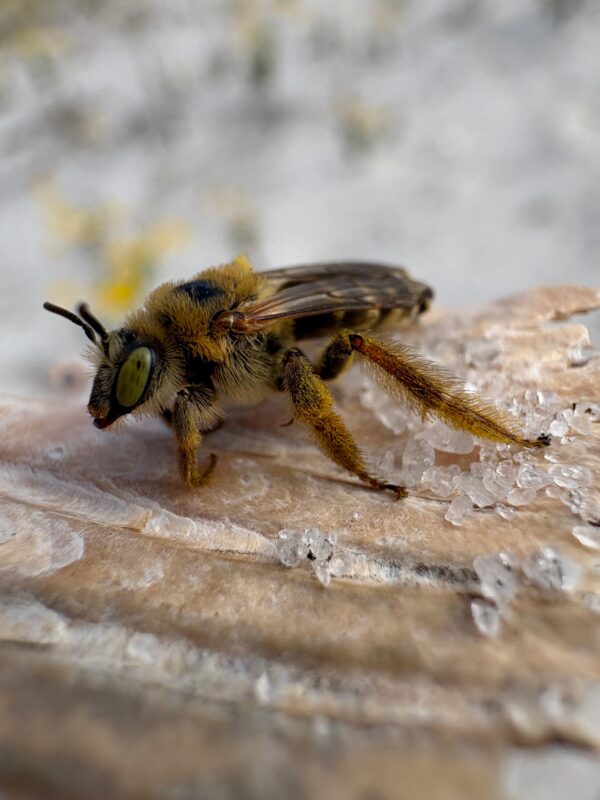 A female bee stands on a log in the sand.