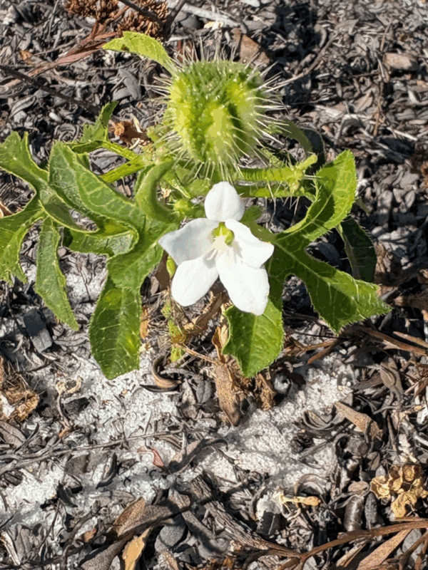 A small plant with spiked green fruit and a white flower grows among dry leaves and sandy soil.