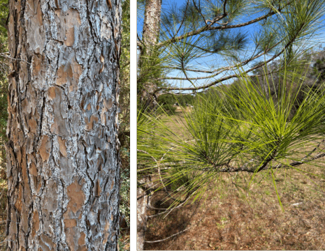 Slash pine tree shown alongside a close-up of its long, glossy green needles.