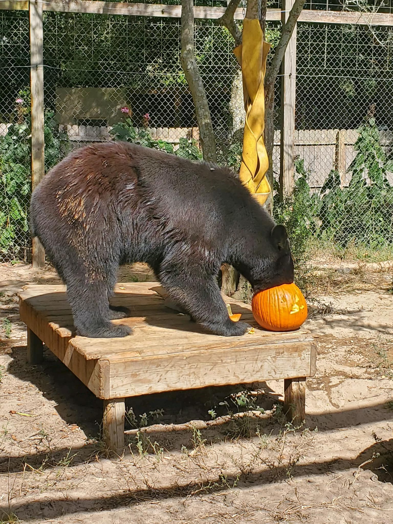 A black bear stands on a wooden platform outdoors, biting into a large orange pumpkin.