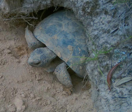 A tortoise partially emerges from a burrow in sandy soil, surrounded by small plants and dry leaves.