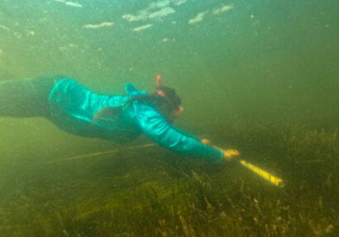 Person underwater in a blue jacket uses a measuring stick to examine aquatic plants in a greenish, murky body of water.
