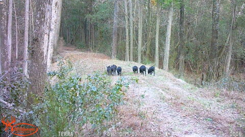 A group of six wild boars walks along a dirt path surrounded by trees in a forest, captured by a trail camera.